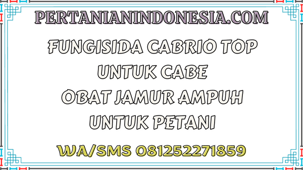 Fungisida Cabrio Top Untuk Cabe Obat Jamur Ampuh Untuk Petani
